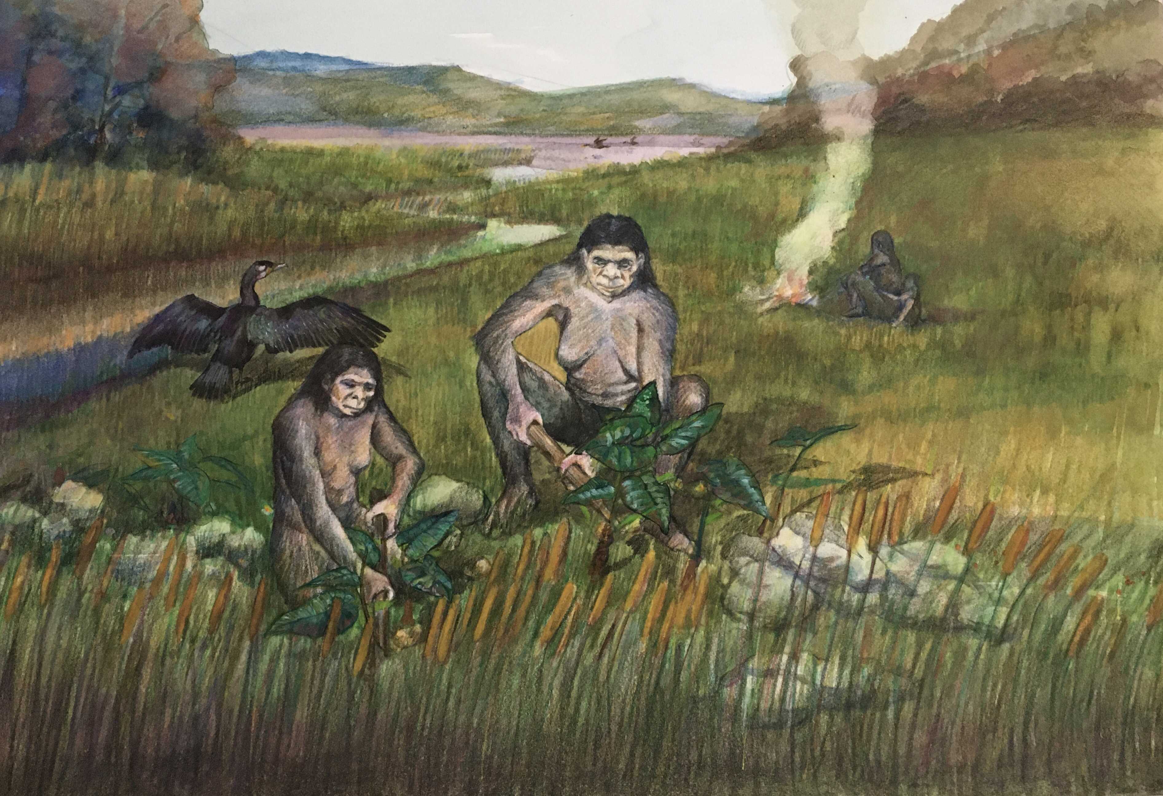 30万年前的木器—云南甘棠箐遗址最新考古成果在线发表